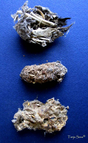 Tawny Owl Pellets