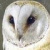 Short Book review & Synopsis: 'The Barn Owl: Guardian of the Countryside' by Jeff R. Martin