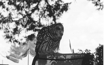 Barred Owl