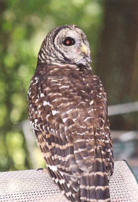 barred owl