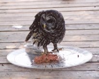 Feeding baby owl