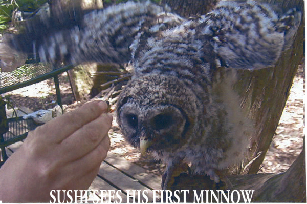 Baby Barred Owl