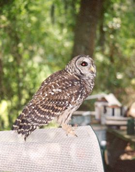 Barred Owl