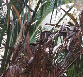 Barred Owl