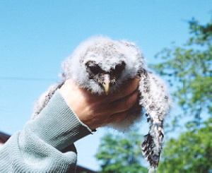 Baby Barred Owl