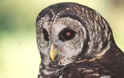 Barred Owl