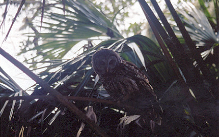 Barred Owl