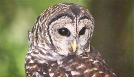 Barred Owl