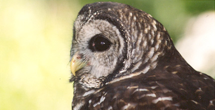 Barred Owl