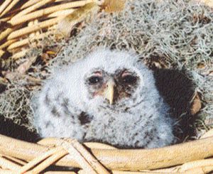 Baby Barred Owl