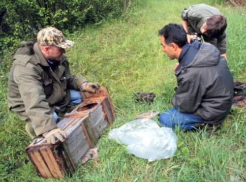 Work around the nest of Tawny Owl in the Foppes reserve