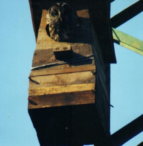 Tawny Owl at nest box