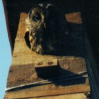Unusual predations by a Tawny Owl <i>Strix aluco</i> couple in Northern Italy