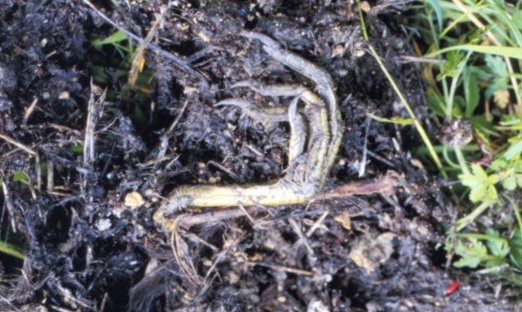 Leg of Moorhen in Tawny Owl nest