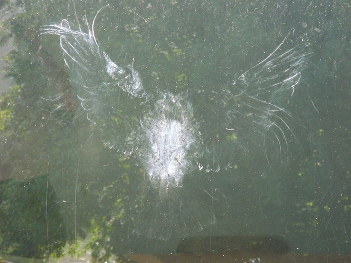 Owl window collision