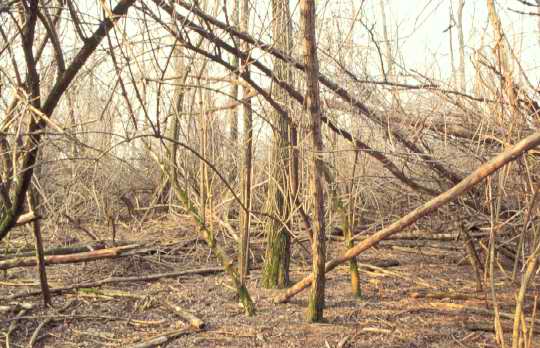 View of Zanica roost near the Serios river