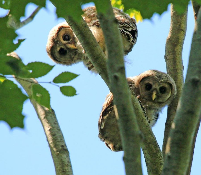 Inquisitive Baby Barred Owls