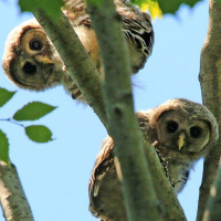 Inquisitive Baby Barred Owls