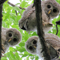 Curious baby Barred Owls