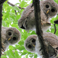 Curious baby Barred Owls
