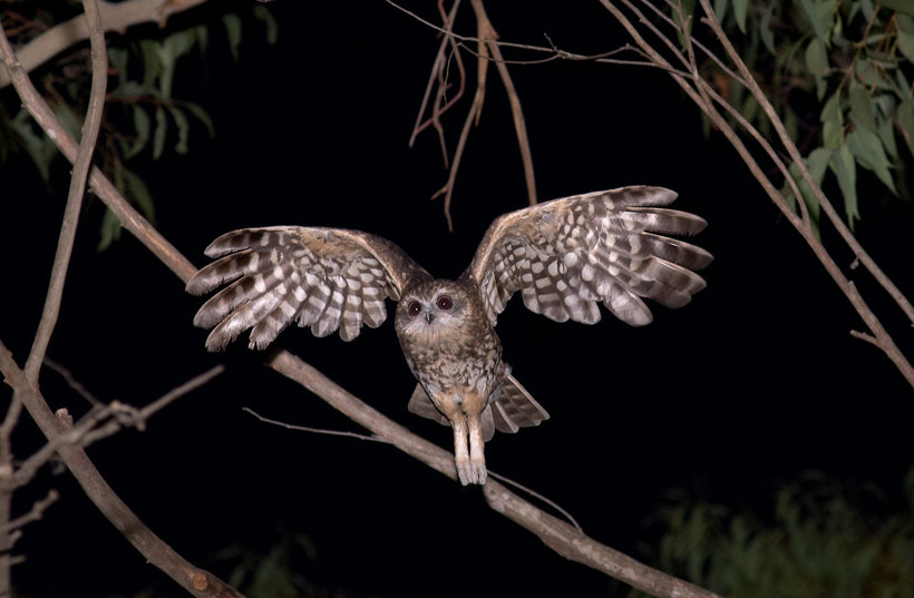 Flight of the Boobook