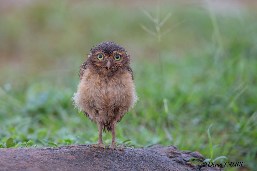 Moist Owlet