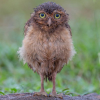 Moist Owlet