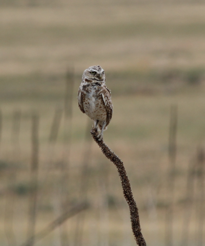 Rocky Mountain sentry