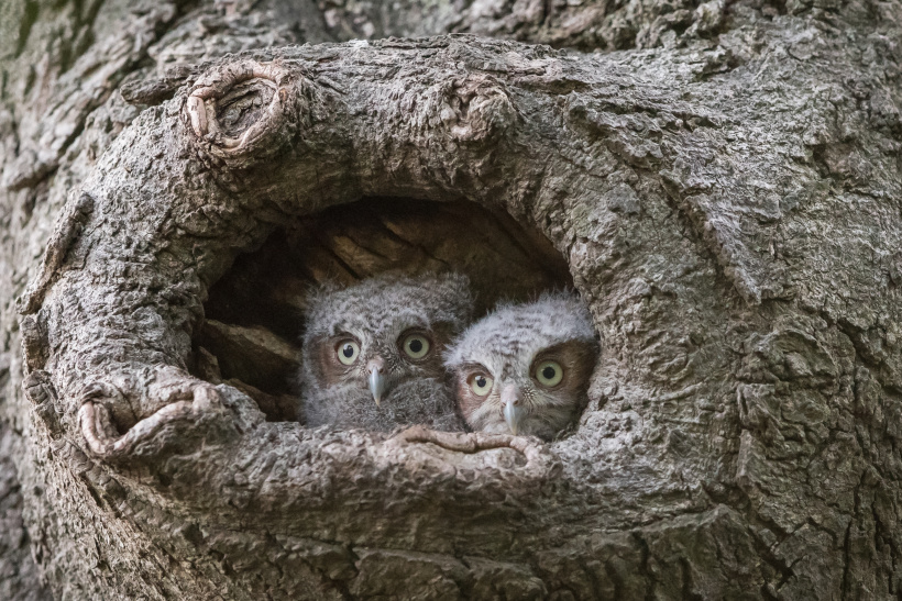 Two baby Eastern Screech Owls looking out of their nest hollow by Edward J Plaskon