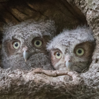 Eastern Screech Owl