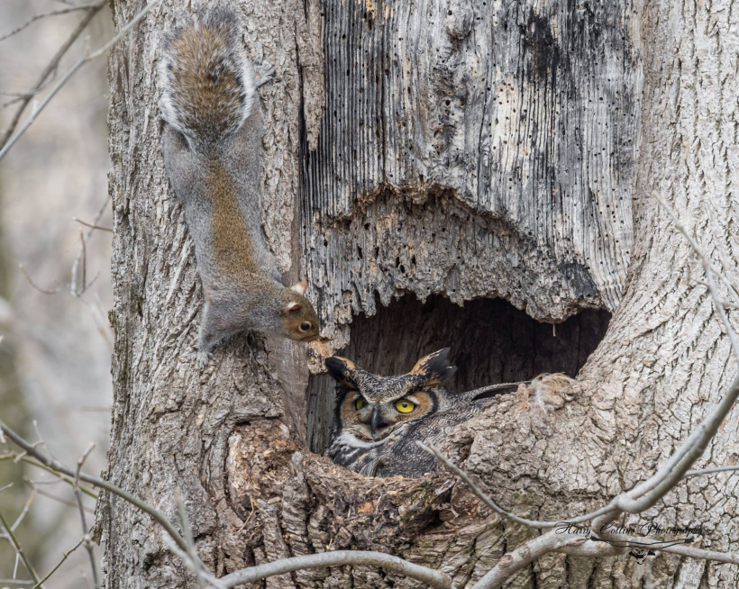 Squirrel meets Owl