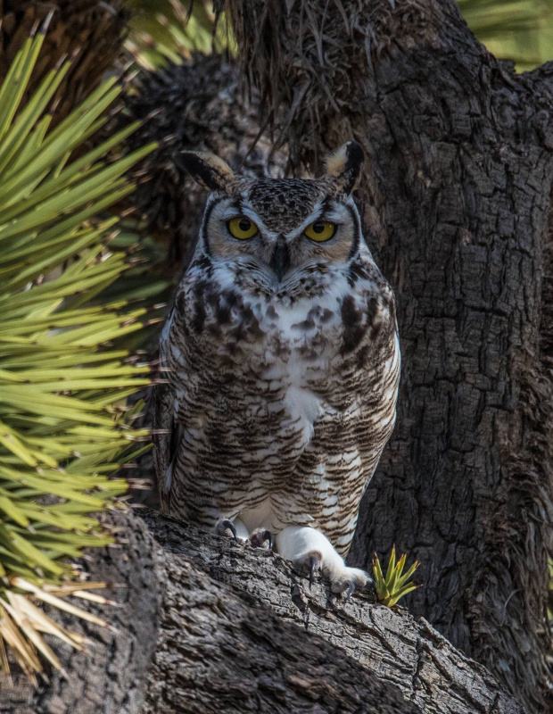 Great Horned Owl