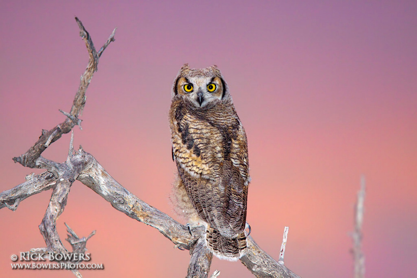 Juvenile Great Horned Owl