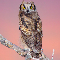 Juvenile Great Horned Owl