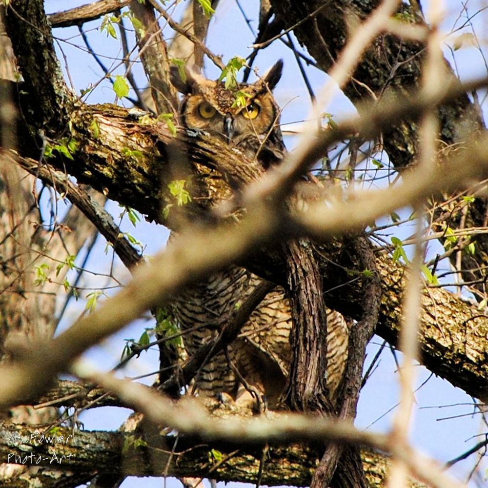 Incognito Great Horned Owl