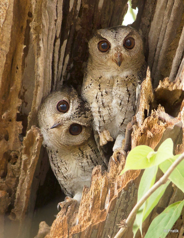 Endearing Indian Owls