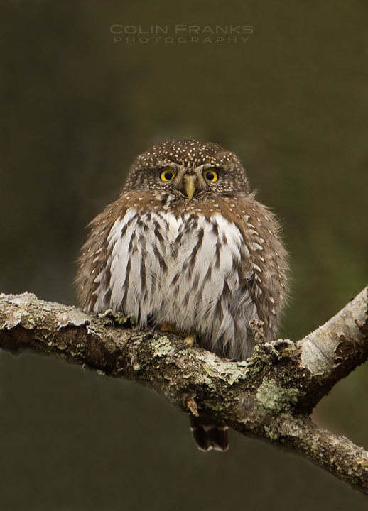 Fluffy Pygmy Owl