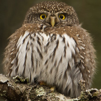 Fluffy Pygmy Owl