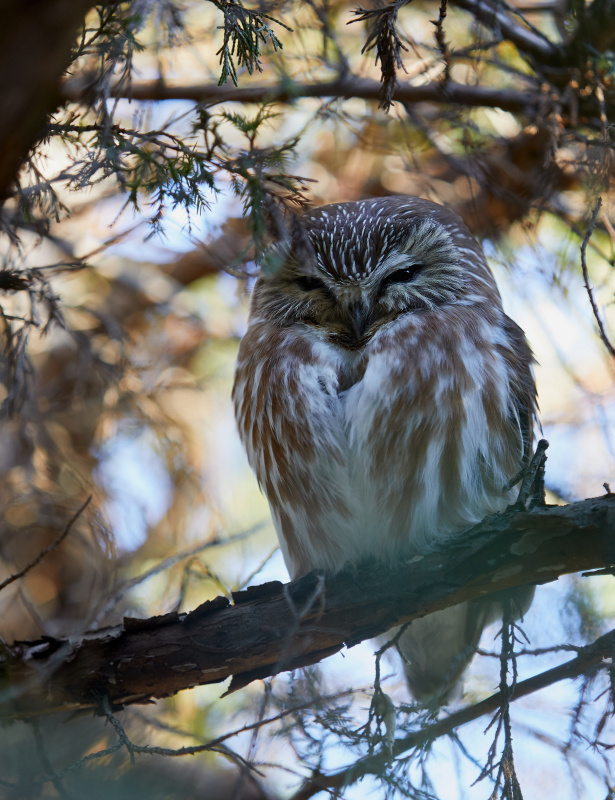 Peaceful Northern Saw-whet Owl