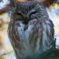 Peaceful Northern Saw-whet Owl