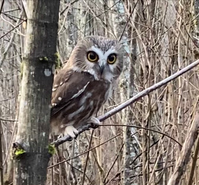 Curious Northern Saw-whet Owl