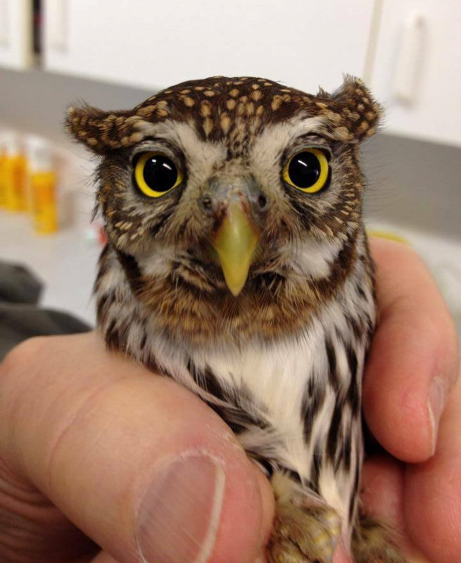 Injured Pygmy Owl