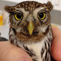 Injured Pygmy Owl