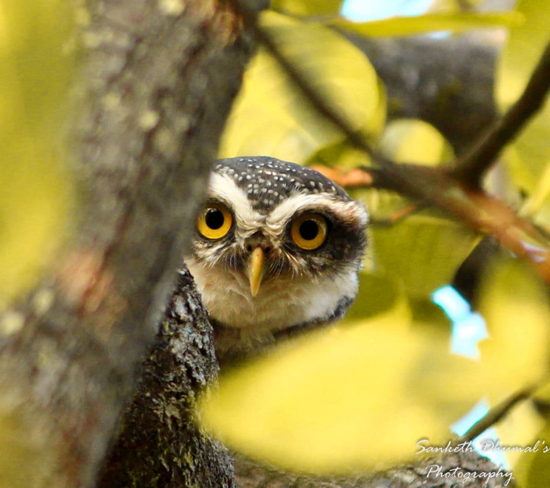 Spotted Owlet hide-and-seek
