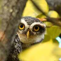 Spotted Owlet hide-and-seek