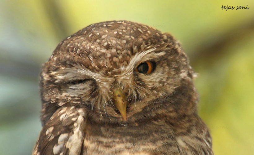 Cheeky Spotted Owlet