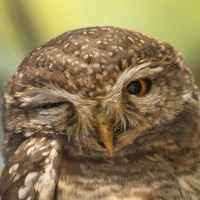 Cheeky Spotted Owlet