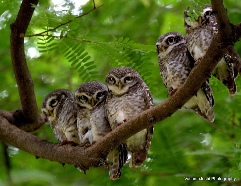 A Parliament of Owls - by Vasanth Joshi