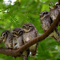 A Parliament of Owls