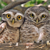 Spotted Owlet BFFs